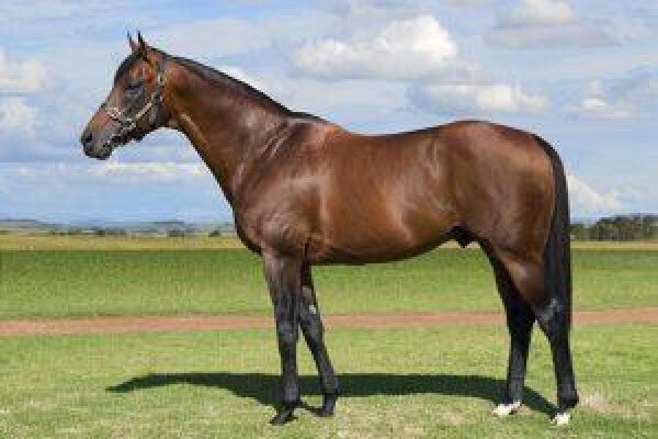 Cape Breeders