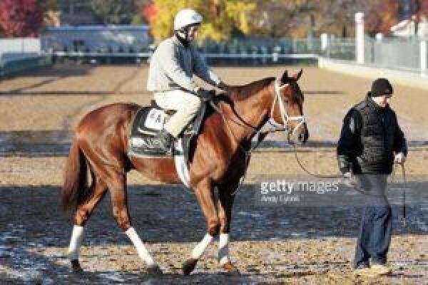 Cape Breeders