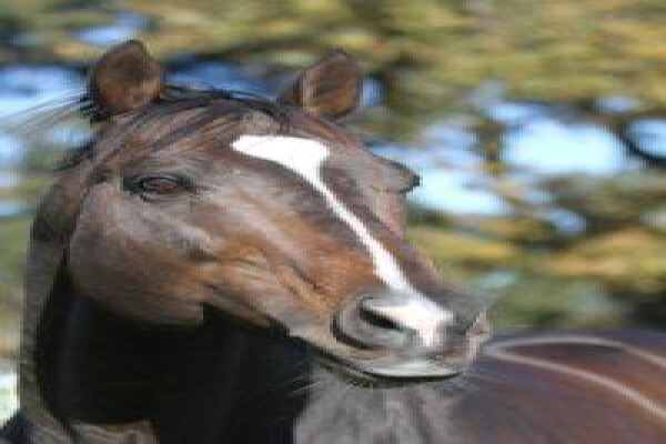 Cape Breeders