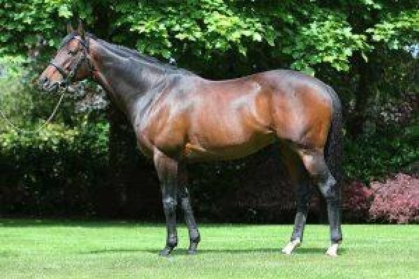 Cape Breeders