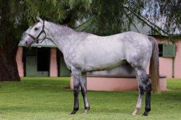 Cape Breeders