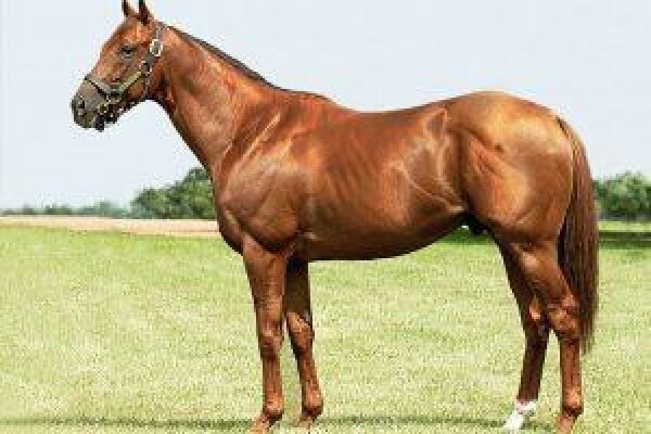 Cape Breeders