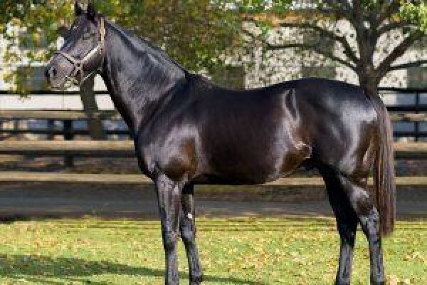 Cape Breeders