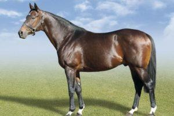 Cape Breeders