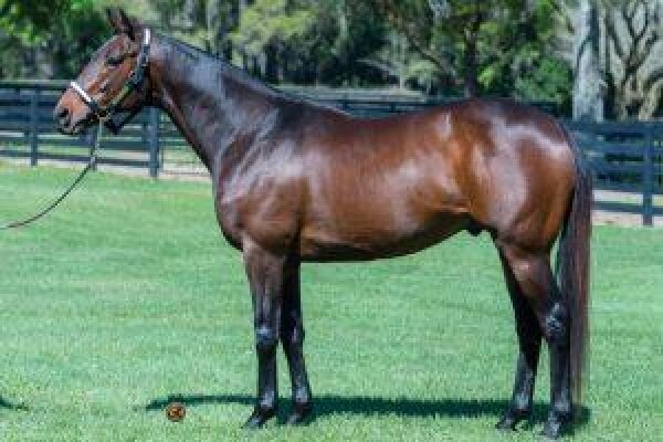 Cape Breeders