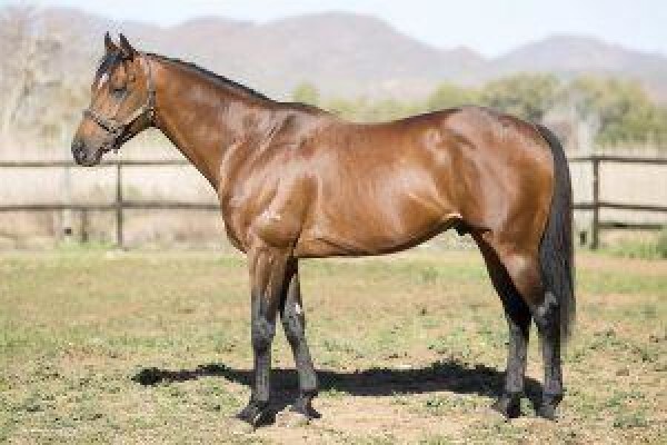 Cape Breeders