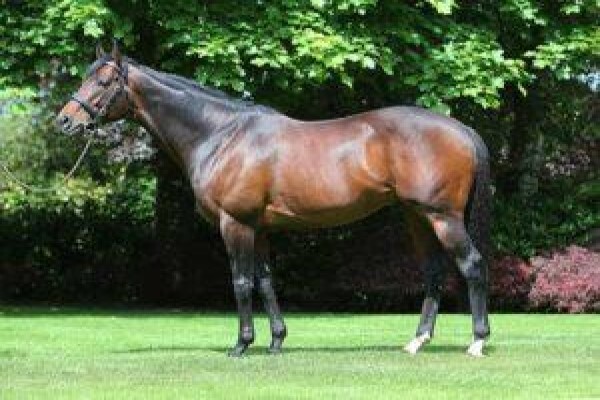 Cape Breeders