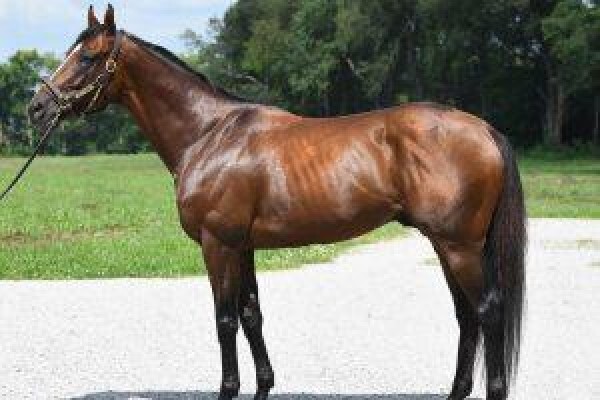 Cape Breeders