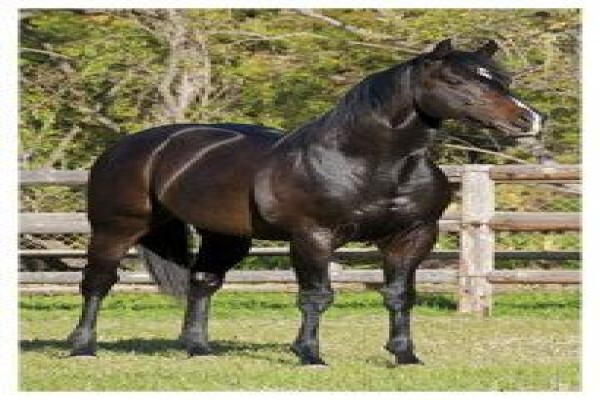 Cape Breeders