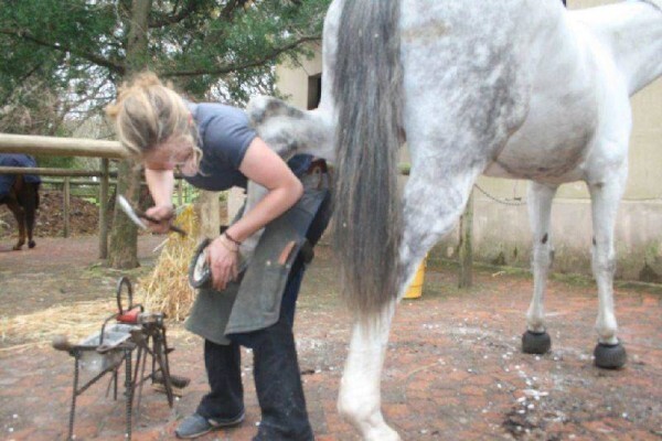 Cape Farriers Service
