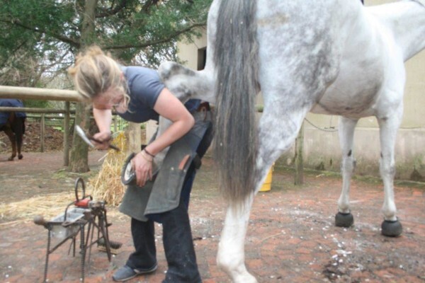 Cape Farriers Service