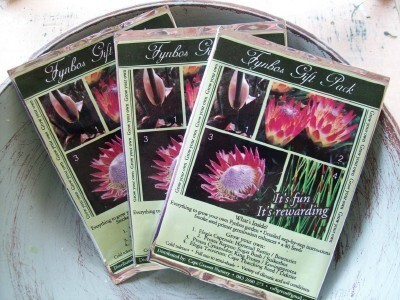 Cape Grasses
