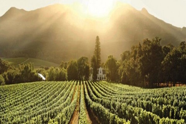 Cape Insights