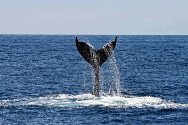 Cape Medley Tours And Travel