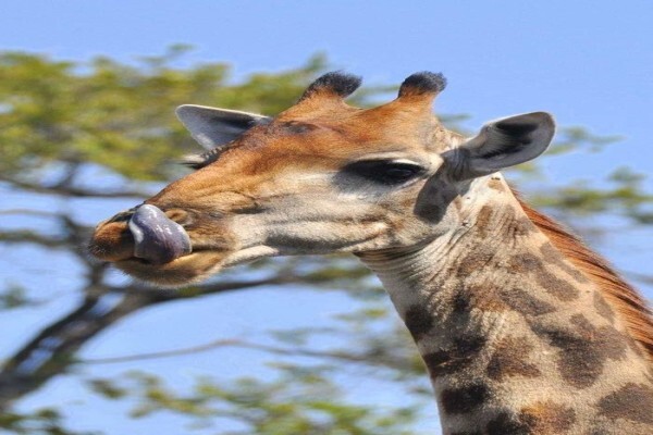 Cape Medley Tours And Travel