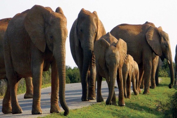 Cape Medley Tours And Travel