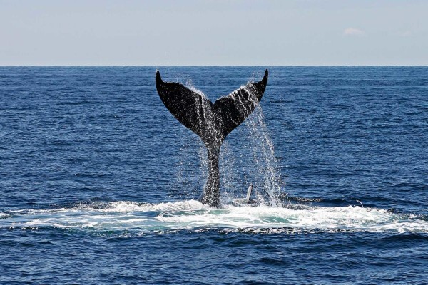 Cape Medley Tours And Travel