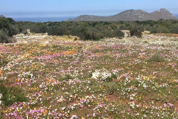 Cape Medley Tours And Travel