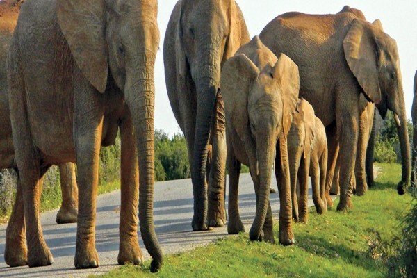 Cape Medley Tours And Travel