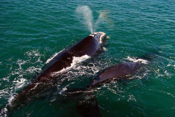 Cape Medley Tours And Travel