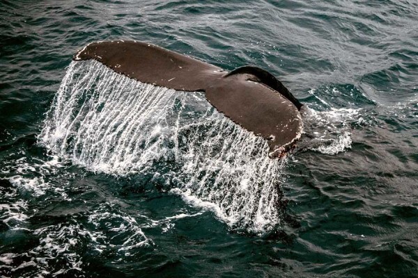 Cape Medley Tours And Travel