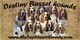 Destiny Basset Hounds