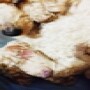 Atanxian miniature poodles