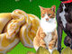 Suburban Pets Birchleigh
