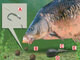 Carp Fishing Tips