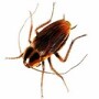 Cockroach Elimination