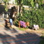 Little Paws Doggy Daycare