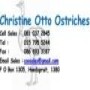 Christine Otto Ostriches