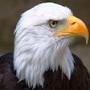 Eagle Carports & Palisades
