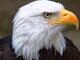Eagle Carports & Palisades