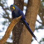 BIRCHENO BIRDS/RESCUE CENTRE