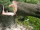 Tree felling