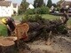 Fochville Tree fellers