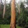 Country Woods