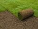 Roll On Lawn Grass