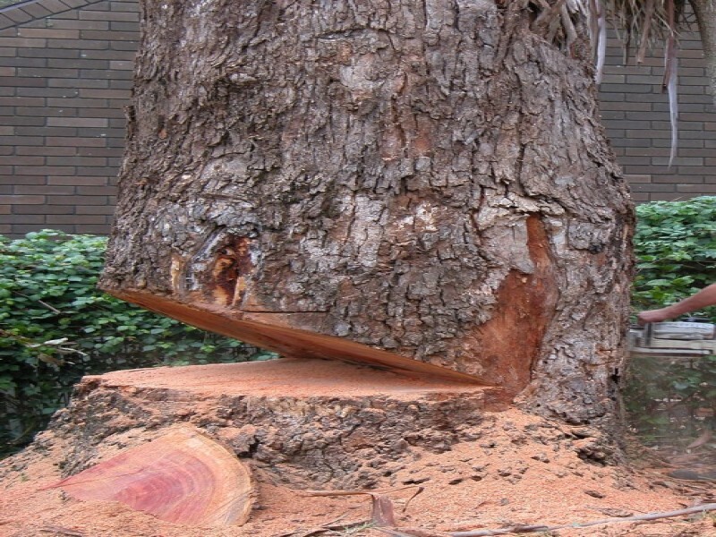 Tree Felling Services, Budget Tree Fellers
