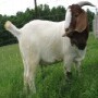Mr. Charles