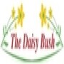 The Daisy Bush