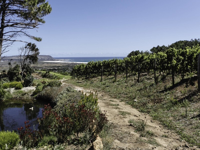 Cape Point Vineyards