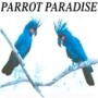 Parrot Paradise