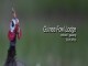 Guinea Fowl Lodge Guest House