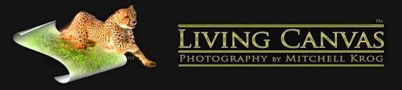 Living Canvas Photography