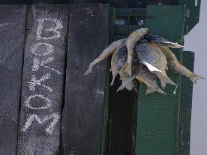 Bokkom.Co.Za