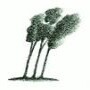 Southernwood