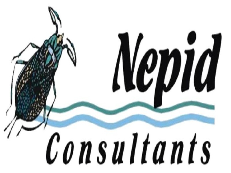 Nepid