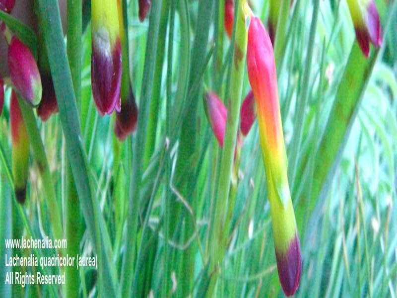 Lachenalia Species
